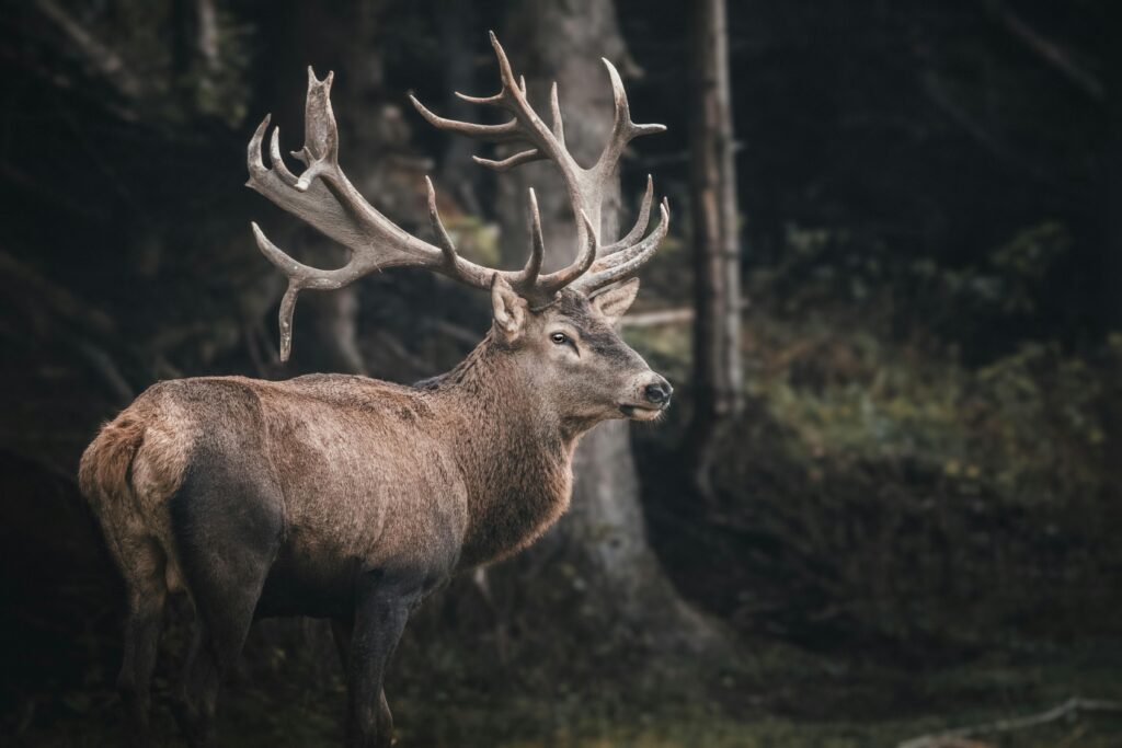 Parques de animales y safaris