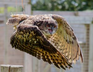 Vuelo de rapaces