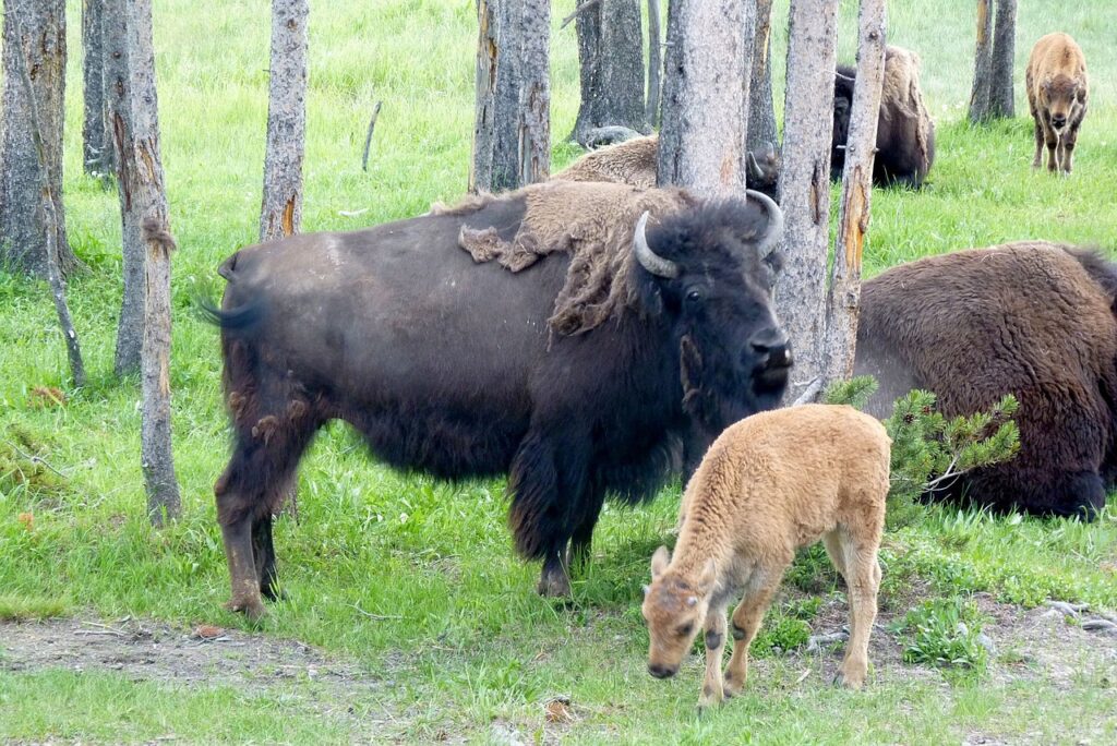 Safaris en España