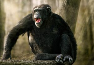 Ver Chimpancé Fundació Mona