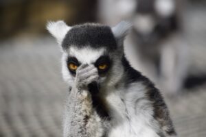 Ver monos en Bioparc Valencia