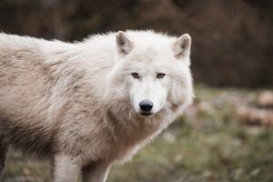 Ver lobos en Aran Park