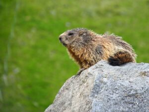 Ver marmotas en Aran Park