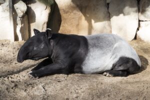 Ver tapires en Bioparc Fuengirola