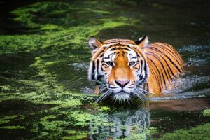 Ver tigres en Bioparc Fuengirola